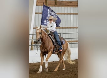 American Quarter Horse, Castrone, 13 Anni, 155 cm, Palomino