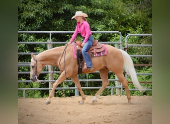 American Quarter Horse, Castrone, 13 Anni, 155 cm, Palomino