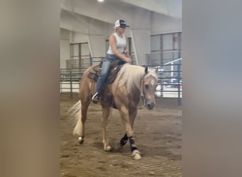 American Quarter Horse, Castrone, 13 Anni, 155 cm, Palomino