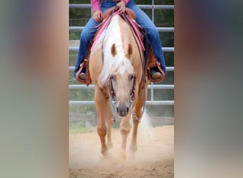 American Quarter Horse, Castrone, 13 Anni, 155 cm, Palomino