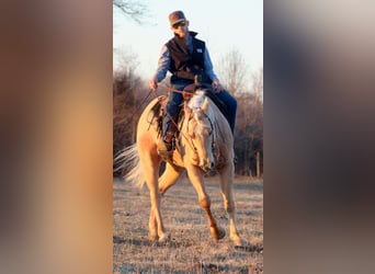 American Quarter Horse, Castrone, 13 Anni, 155 cm, Palomino