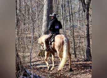 American Quarter Horse, Castrone, 13 Anni, 155 cm, Palomino