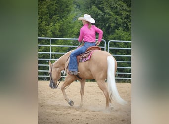 American Quarter Horse, Castrone, 13 Anni, 155 cm, Palomino