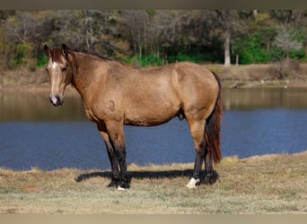 American Quarter Horse, Castrone, 13 Anni, 155 cm, Pelle di daino