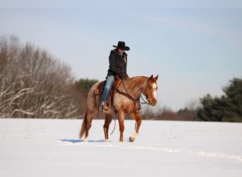 American Quarter Horse, Castrone, 13 Anni, 155 cm, Roano rosso