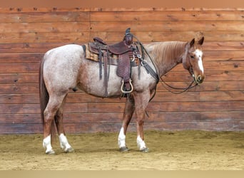 American Quarter Horse, Castrone, 13 Anni, 155 cm, Roano rosso