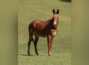 American Quarter Horse, Castrone, 13 Anni, 155 cm, Sauro ciliegia