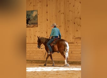 American Quarter Horse, Castrone, 13 Anni, 155 cm, Sauro ciliegia