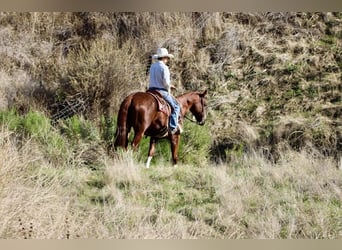 American Quarter Horse, Castrone, 13 Anni, 155 cm, Sauro scuro