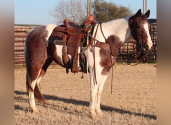 American Quarter Horse, Castrone, 13 Anni, 155 cm, Tobiano-tutti i colori