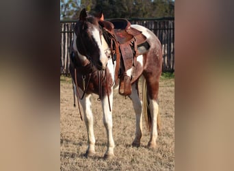 American Quarter Horse, Castrone, 13 Anni, 155 cm, Tobiano-tutti i colori