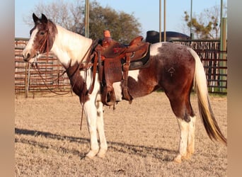 American Quarter Horse, Castrone, 13 Anni, 155 cm, Tobiano-tutti i colori