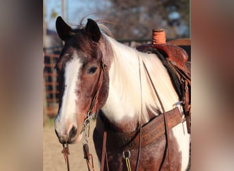 American Quarter Horse, Castrone, 13 Anni, 155 cm, Tobiano-tutti i colori