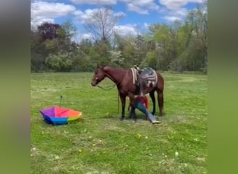 American Quarter Horse, Castrone, 13 Anni, 157 cm, Baio ciliegia