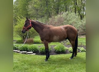 American Quarter Horse, Castrone, 13 Anni, 157 cm, Baio ciliegia