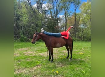 American Quarter Horse, Castrone, 13 Anni, 157 cm, Baio ciliegia