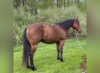 American Quarter Horse, Castrone, 13 Anni, 157 cm, Baio ciliegia