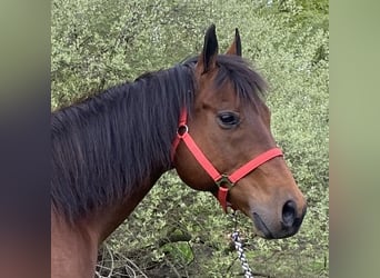 American Quarter Horse, Castrone, 13 Anni, 157 cm, Baio ciliegia