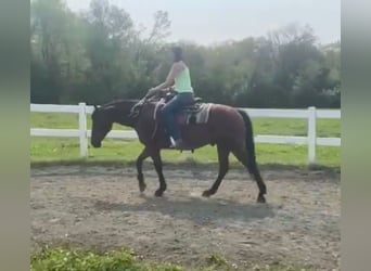 American Quarter Horse, Castrone, 13 Anni, 157 cm, Baio ciliegia