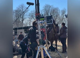 American Quarter Horse, Castrone, 13 Anni, 157 cm, Baio ciliegia