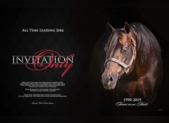 American Quarter Horse, Castrone, 13 Anni, 157 cm, Baio ciliegia