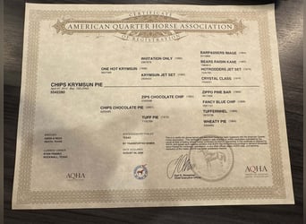 American Quarter Horse, Castrone, 13 Anni, 157 cm, Baio ciliegia