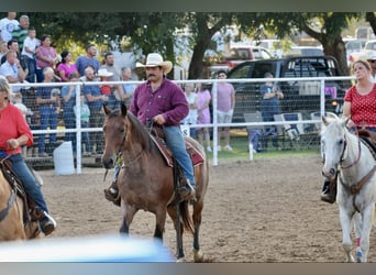 American Quarter Horse, Castrone, 13 Anni, 157 cm, Baio roano