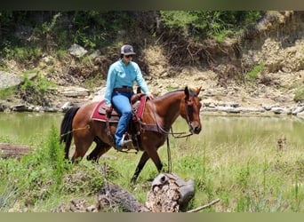 American Quarter Horse, Castrone, 13 Anni, 157 cm, Baio roano