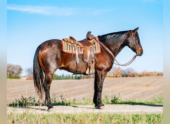 American Quarter Horse, Castrone, 13 Anni, 157 cm, Baio roano