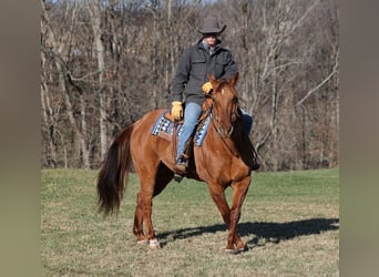 American Quarter Horse, Castrone, 13 Anni, 157 cm, Falbo