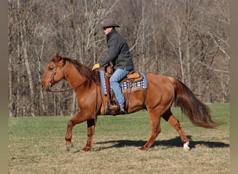 American Quarter Horse, Castrone, 13 Anni, 157 cm, Falbo