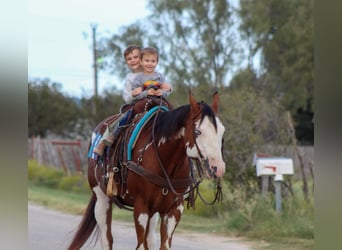 American Quarter Horse, Castrone, 13 Anni, 157 cm, Overo-tutti i colori
