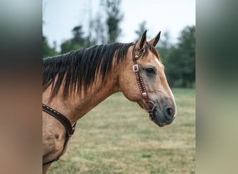 American Quarter Horse Mix, Castrone, 13 Anni, 157 cm, Pelle di daino