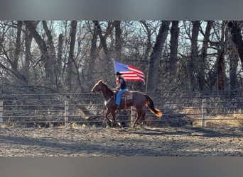 American Quarter Horse Mix, Castrone, 13 Anni, 157 cm, Roano rosso