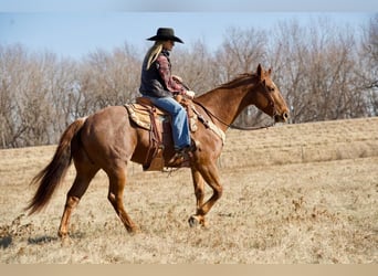 American Quarter Horse Mix, Castrone, 13 Anni, 157 cm, Roano rosso