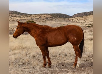 American Quarter Horse, Castrone, 13 Anni, 157 cm, Sauro ciliegia