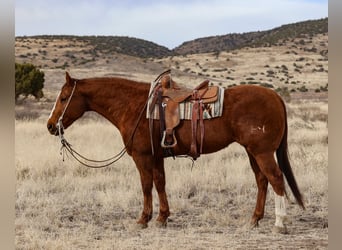 American Quarter Horse, Castrone, 13 Anni, 157 cm, Sauro ciliegia