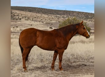 American Quarter Horse, Castrone, 13 Anni, 157 cm, Sauro ciliegia