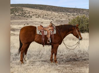 American Quarter Horse, Castrone, 13 Anni, 157 cm, Sauro ciliegia