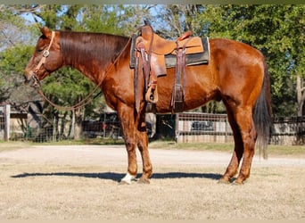 American Quarter Horse, Castrone, 13 Anni, 157 cm, Sauro ciliegia