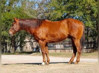 American Quarter Horse, Castrone, 13 Anni, 157 cm, Sauro ciliegia