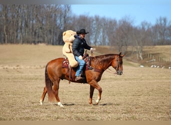 American Quarter Horse, Castrone, 13 Anni, 157 cm, Sauro scuro