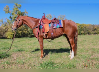 American Quarter Horse, Castrone, 13 Anni, 157 cm, Sauro scuro