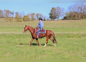 American Quarter Horse, Castrone, 13 Anni, 157 cm, Sauro scuro