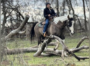 American Quarter Horse, Castrone, 13 Anni, 157 cm, Tobiano-tutti i colori