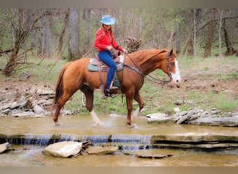 American Quarter Horse, Castrone, 13 Anni, 160 cm, Overo-tutti i colori