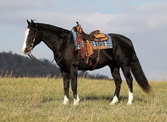 American Quarter Horse, Castrone, 13 Anni, 160 cm, Tobiano-tutti i colori