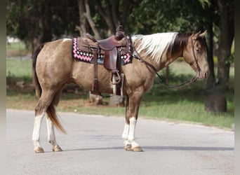 American Quarter Horse, Castrone, 13 Anni, 160 cm, Tobiano-tutti i colori