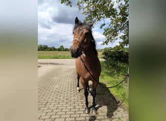 American Quarter Horse, Castrone, 13 Anni, 162 cm, Baio chiaro