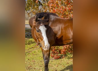 American Quarter Horse, Castrone, 13 Anni, 163 cm, Baio ciliegia